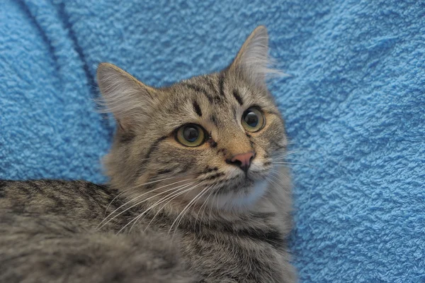 stock image Gray striped cat