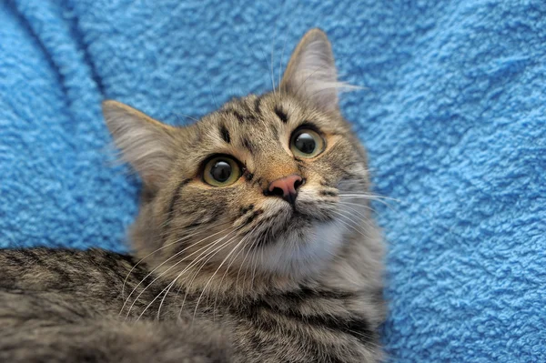 Stock image Gray striped cat