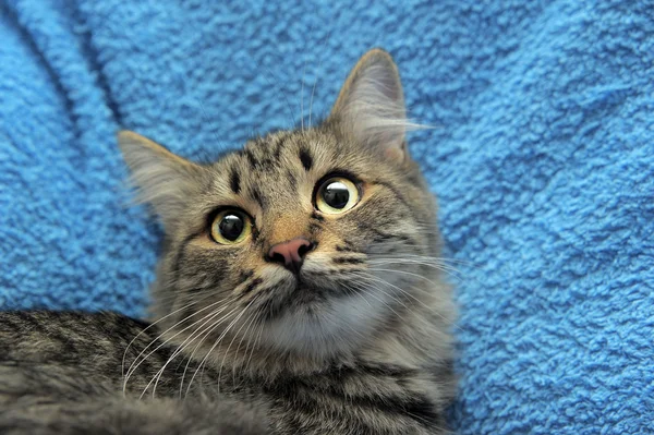 stock image Gray striped cat