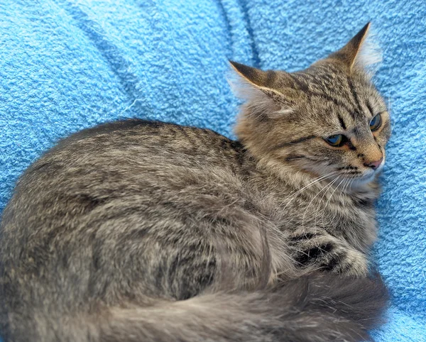 stock image Gray striped cat