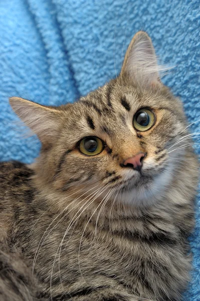 stock image Gray striped cat