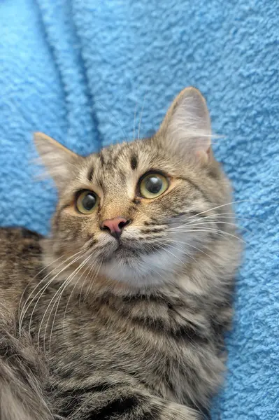 stock image Gray striped cat