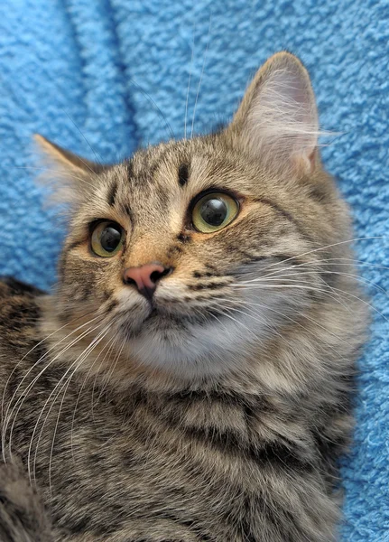 stock image Gray striped cat