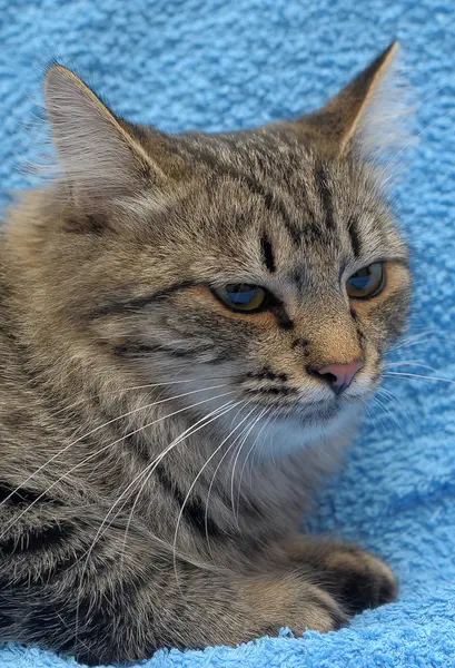 Harmaaraidallinen kissa — kuvapankkivalokuva