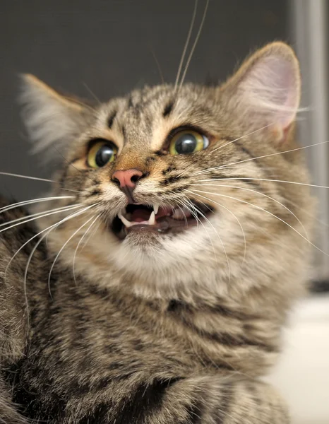 Gato listrado cinza — Fotografia de Stock