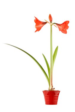 Amaryllis tencerede