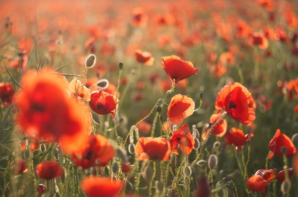 stock image Red poppy