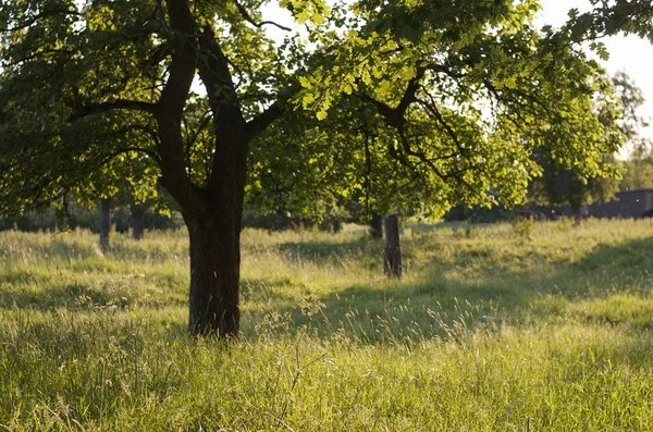 stock image Meadow with oak