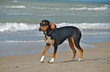 Kumsaldaki köpek.
