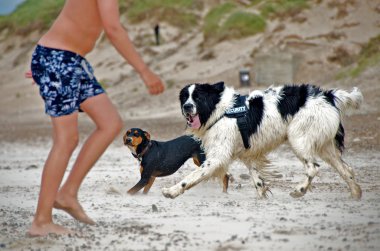 Kumsaldaki köpek.