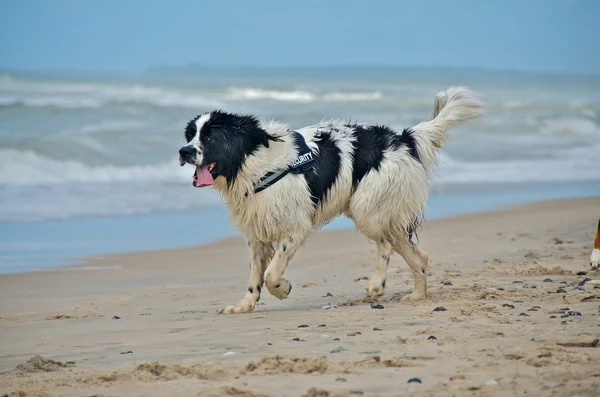 Cane in spiaggia — Foto Stock