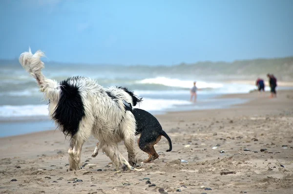 Dog at the beach — Stock Photo, Image
