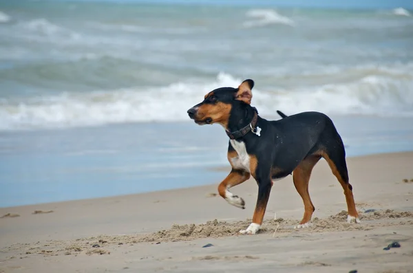 Собака на пляжі — стокове фото