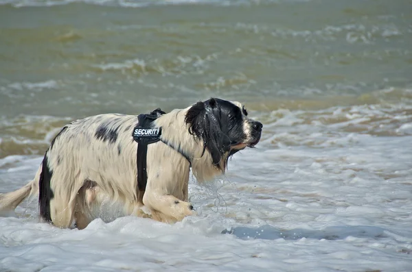 Hund på stranden — Stockfoto