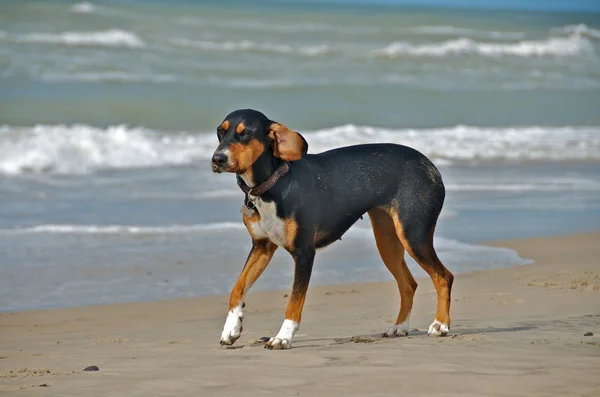Kumsaldaki köpek. — Stok fotoğraf
