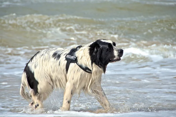 Σκύλος στην παραλία — Φωτογραφία Αρχείου