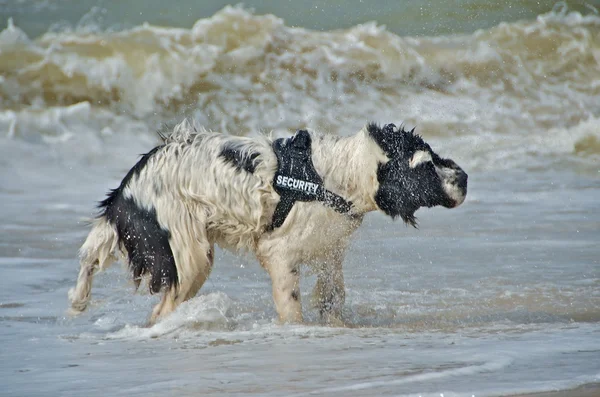 Σκύλος στην παραλία — Φωτογραφία Αρχείου