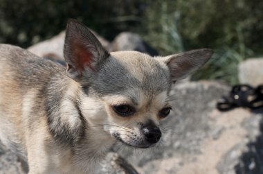 Chihuahua üzerine bir stone