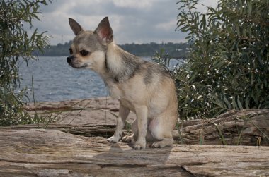 Chihuahua sahilde