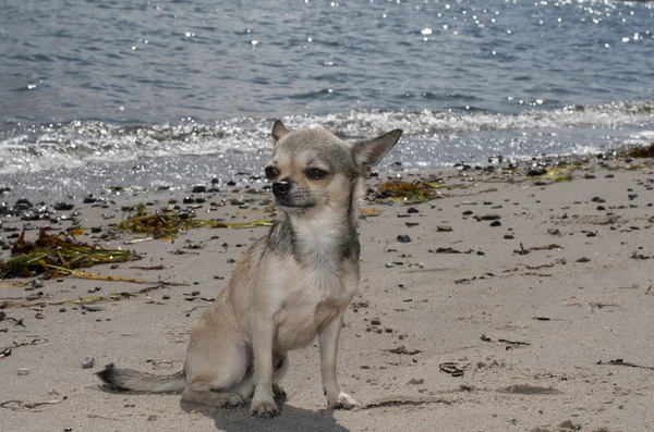 Chihuahua at the beach — Stock Photo, Image