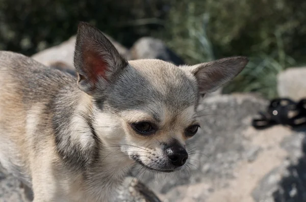 Chihuahua auf einem Stein — Stockfoto