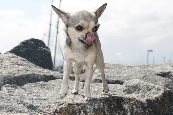 Chihuahua auf einem Stein — Stockfoto
