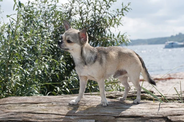 Chihuahua en la playa —  Fotos de Stock