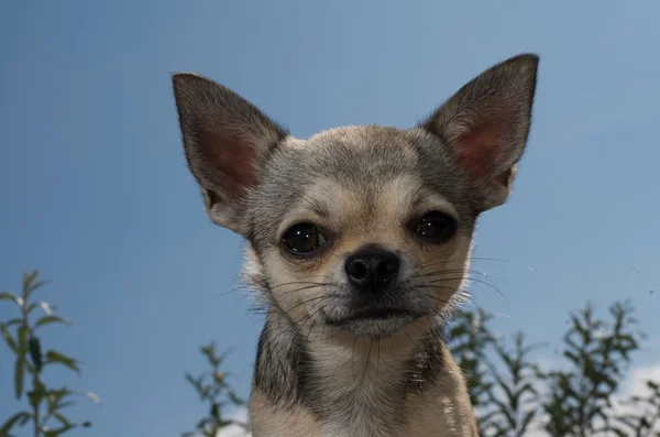 Chihuahua na plaży — Zdjęcie stockowe
