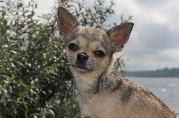 Chihuahua na plaży — Zdjęcie stockowe