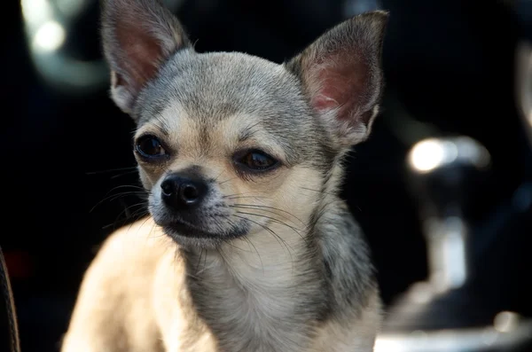 Chihuahua im Cabrio — Stockfoto
