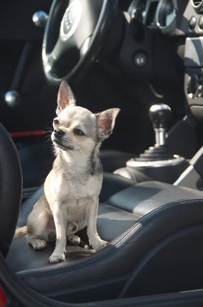 Chihuahua in cabrio — Stock Photo, Image