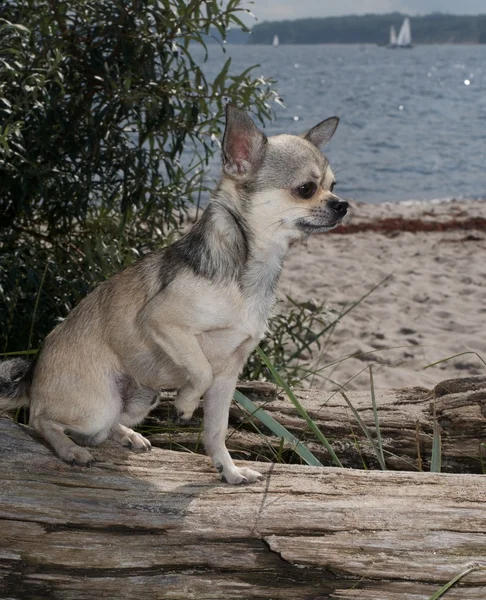 Chihuahua in spiaggia — Foto Stock