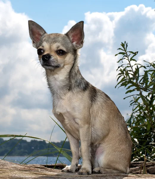 Chihuahua sahilde — Stok fotoğraf