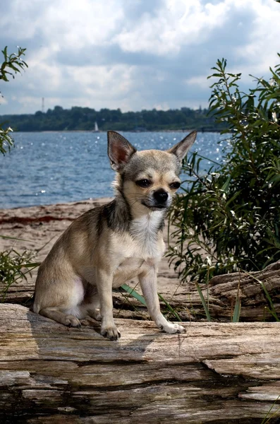 Chihuahua in spiaggia — Foto Stock