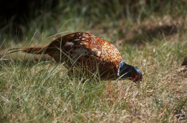 Pheasant [Phasianus colchicus]