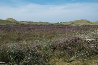 amrum tepeleri