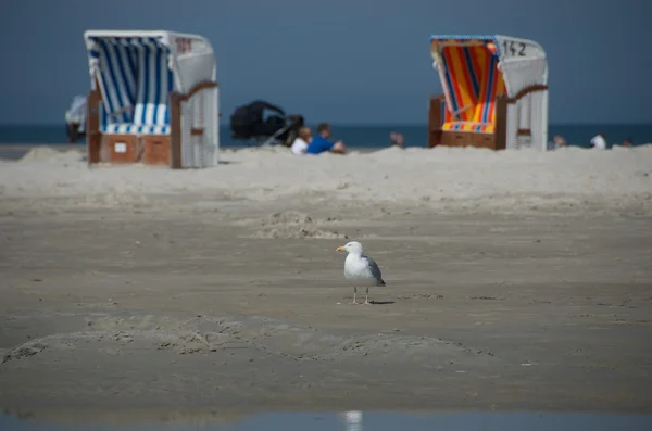 Strand scène met seagull — Stockfoto