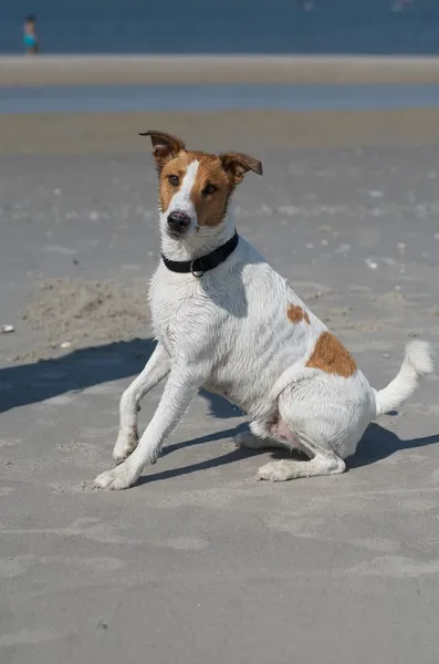 Perro en la playa — Foto de Stock