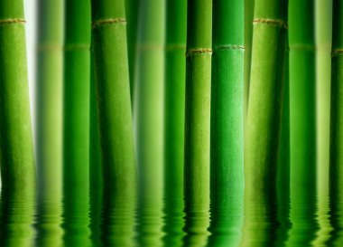 su yansıması ile bambu ormanı