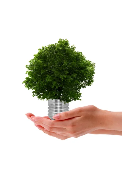 Hand holding a tree — Stock Photo, Image