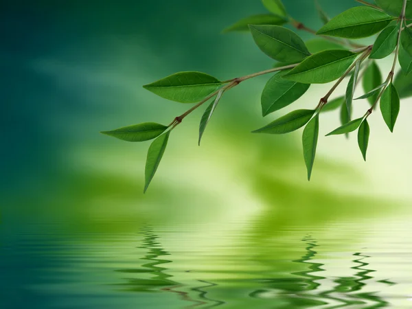 잎 물에 반영 — 스톡 사진