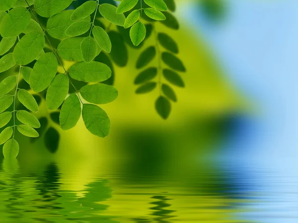 Leaves reflecting in water — Stock Photo, Image