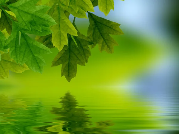 Leaves reflecting in water — Stock Photo, Image