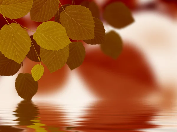 水に反射する木の葉 — ストック写真