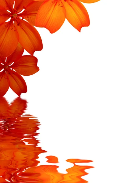 Fundo de flores refletindo na água — Fotografia de Stock