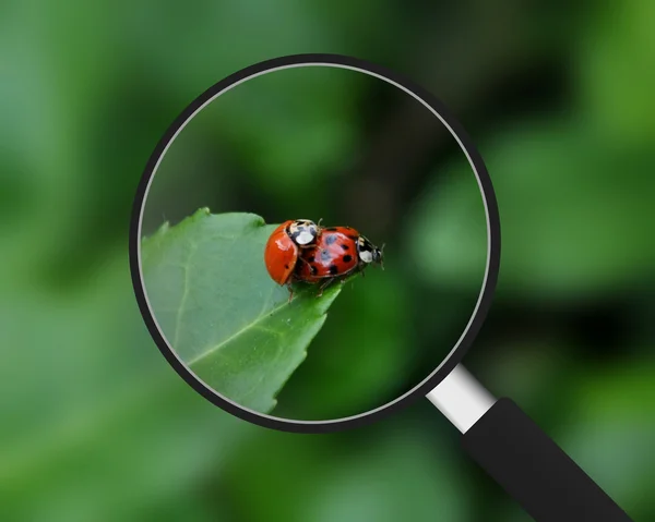 Magnifying Glass - Ladybugs — Stock Photo, Image