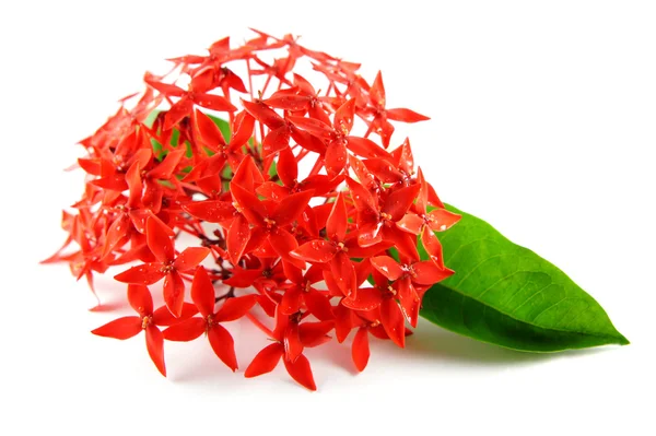 Stock image Red Flowers with Green Leaf