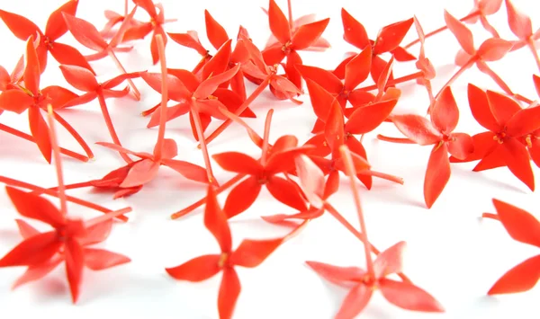 Piros virágot háttér — Stock Fotó