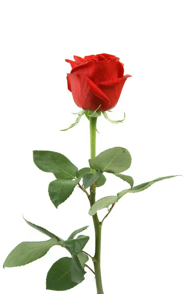Rote Rose isoliert auf Weiß — Stockfoto