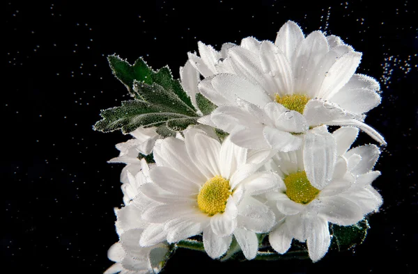물 속의 하얀 꽃들 스톡 사진
